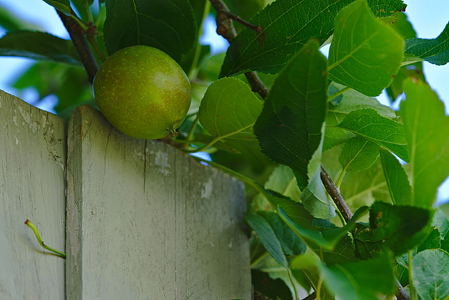 probleme voisin jardin